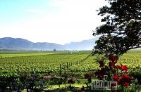 南非最值得一游的葡萄酒目的地