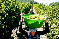 智利葡萄酒业震后恢复生产