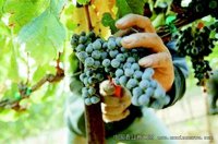 意大利提高葡萄种植海拔应对变暖