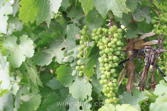 贺兰山的酿酒葡萄