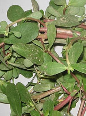 想要宝宝?十八种食物绝对不能碰