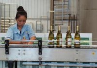 青铜峡市大力发展酿酒葡萄产业