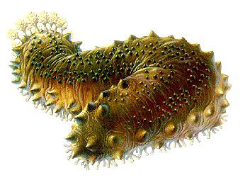 10大宝贝滋阴补血又保肾