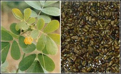 养生用决明　目光炯有神