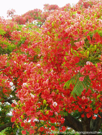 养生用决明　目光炯有神
