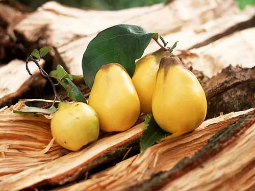 七款饭后佳品助消化