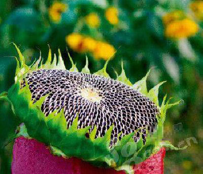 揭秘调料也减肥