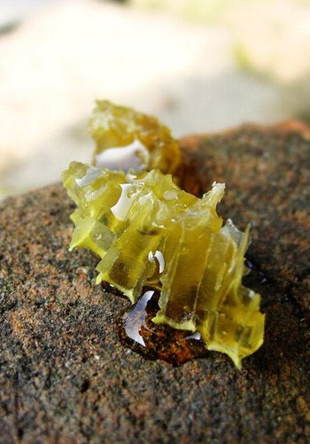 OL必备七种排毒减肥小零食