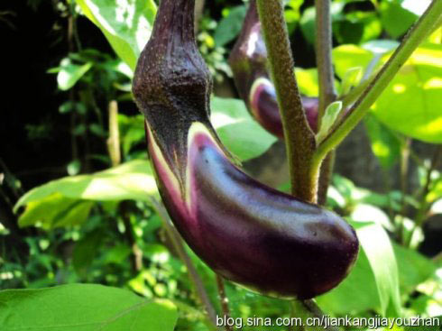 老人饮食:老人吃不得生茄子