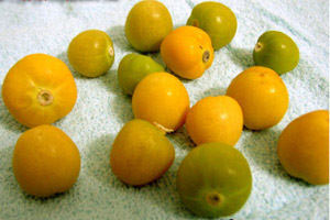 秋季多吃浆果减缓衰老