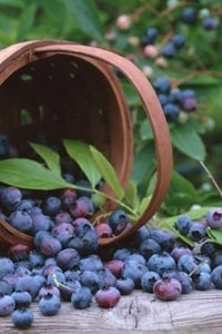 秋季多吃浆果减缓衰老