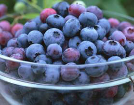 秋季多吃浆果减缓衰老