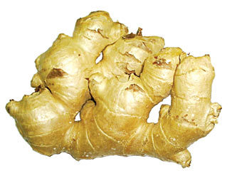 挑好姜也是学问：嫩姜炒菜 老姜熬汤(图)