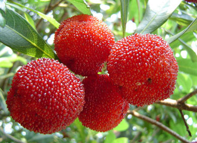 清洗各种水果的小窍门(组图)