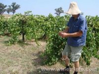 澳洲：葡萄酒产区又将迎来葡萄丰收年
