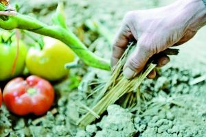 采用秸秆反应堆技术，提高地温。