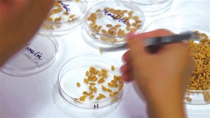 一件艺术作品成功的关键,不仅仅是艺术家精湛的技艺,同等重要的是选材。如果材料不精,哪怕是最好的大师,也很难创造出精品。