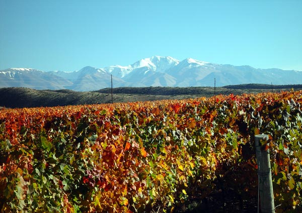 凯洛酒庄(Bodegas Caro)