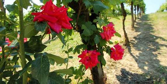 意大利 天堂酒庄的美酒与玫瑰