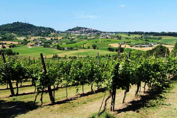 意大利 天堂酒庄的美酒与玫瑰