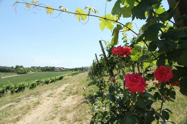 意大利 天堂酒庄的美酒与玫瑰
