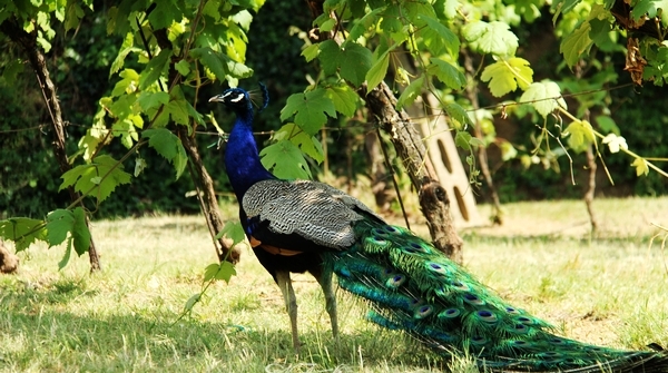 意大利 天堂酒庄的美酒与玫瑰