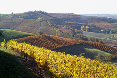 总统酒庄 尊享贵族品质