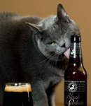 小猫爱喝啤酒？