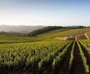 意大利葡萄酒热销导致今年新葡萄园开发申请暴增