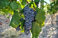 西班牙桃乐丝酒庄重新引进土著红葡萄品种Moneu