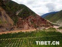 西藏第一个葡萄酒品牌——【新时代·藏东明珠】
