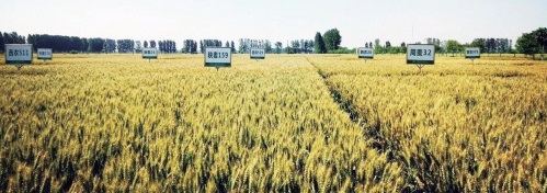 麦乡延津起“金浪” 麦乡延津起“金浪”