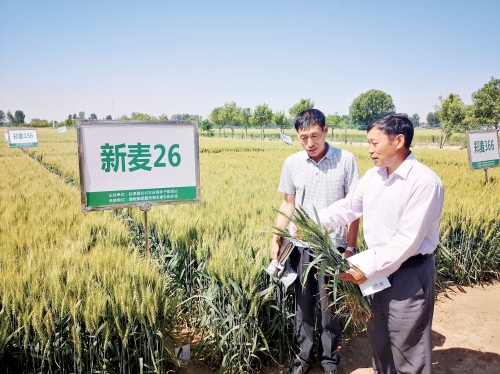 麦乡延津起“金浪” 麦乡延津起“金浪”