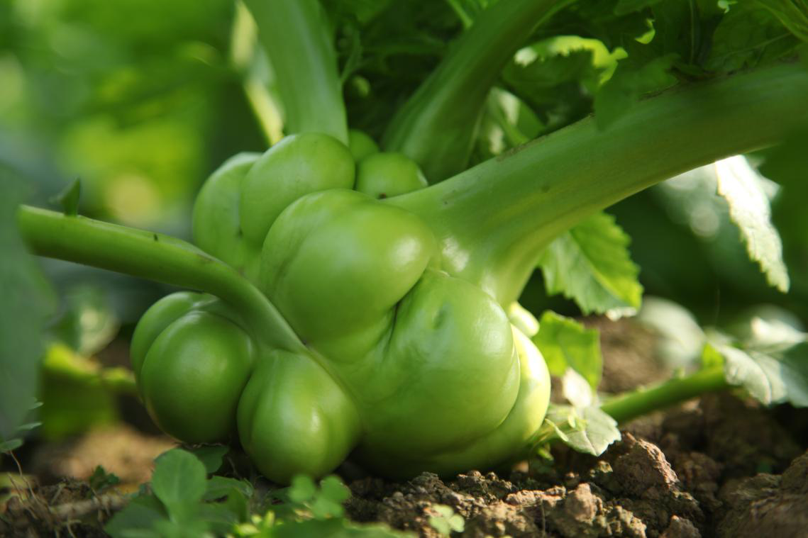 /upimg/allimg/210125/0U1023324-2.png /upimg/allimg/210125/0U1023324-2.png