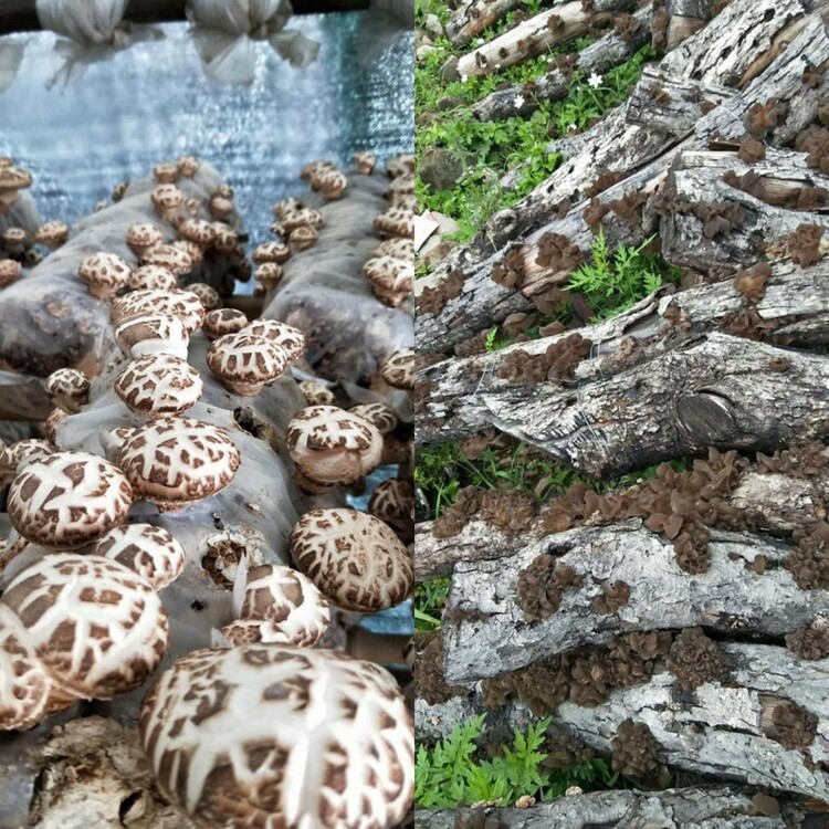 【2023企业社会责任】五粮液集团：大企业践行大担当 让高原“小香菇”撑起藏区群众增收“致富伞”_fororder_3